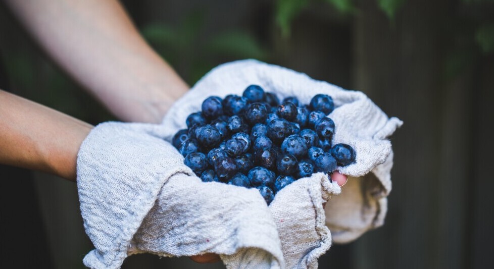 blueberries vegan