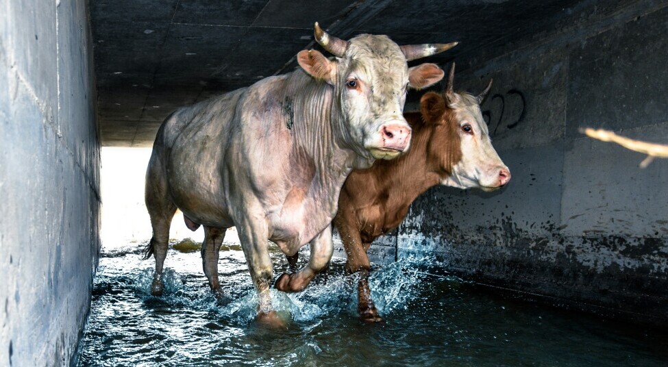 cows