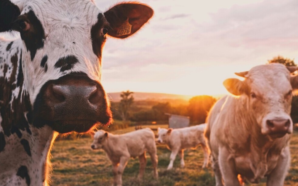 cows on farm