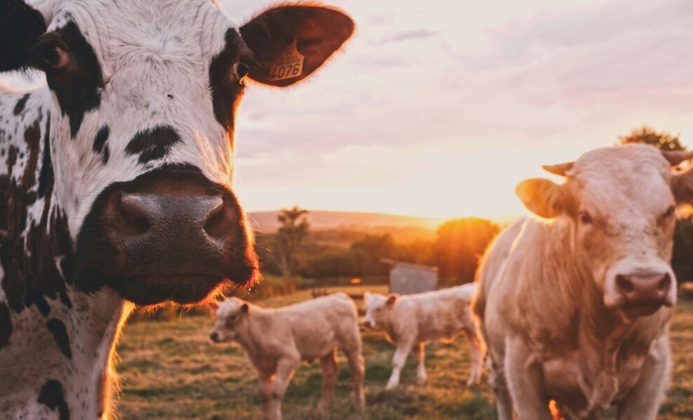 cows